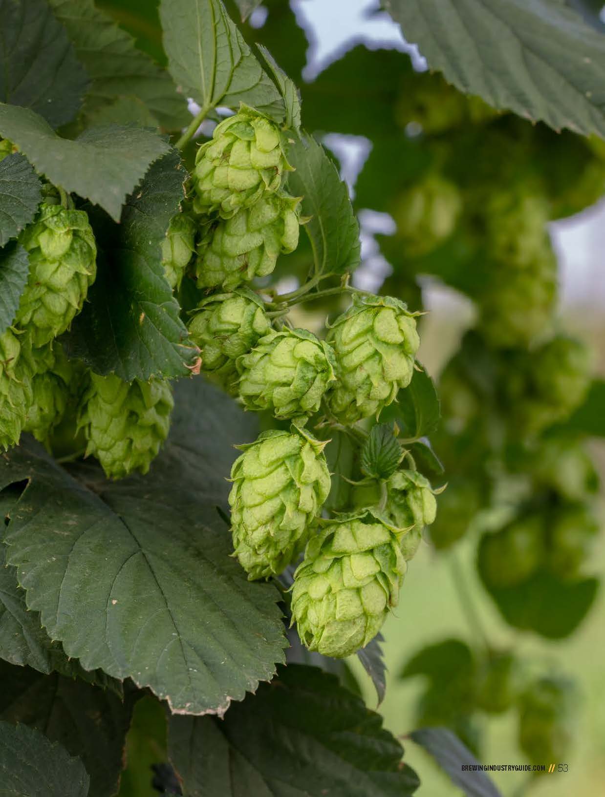 Brewing Industry Guide Summer 2026