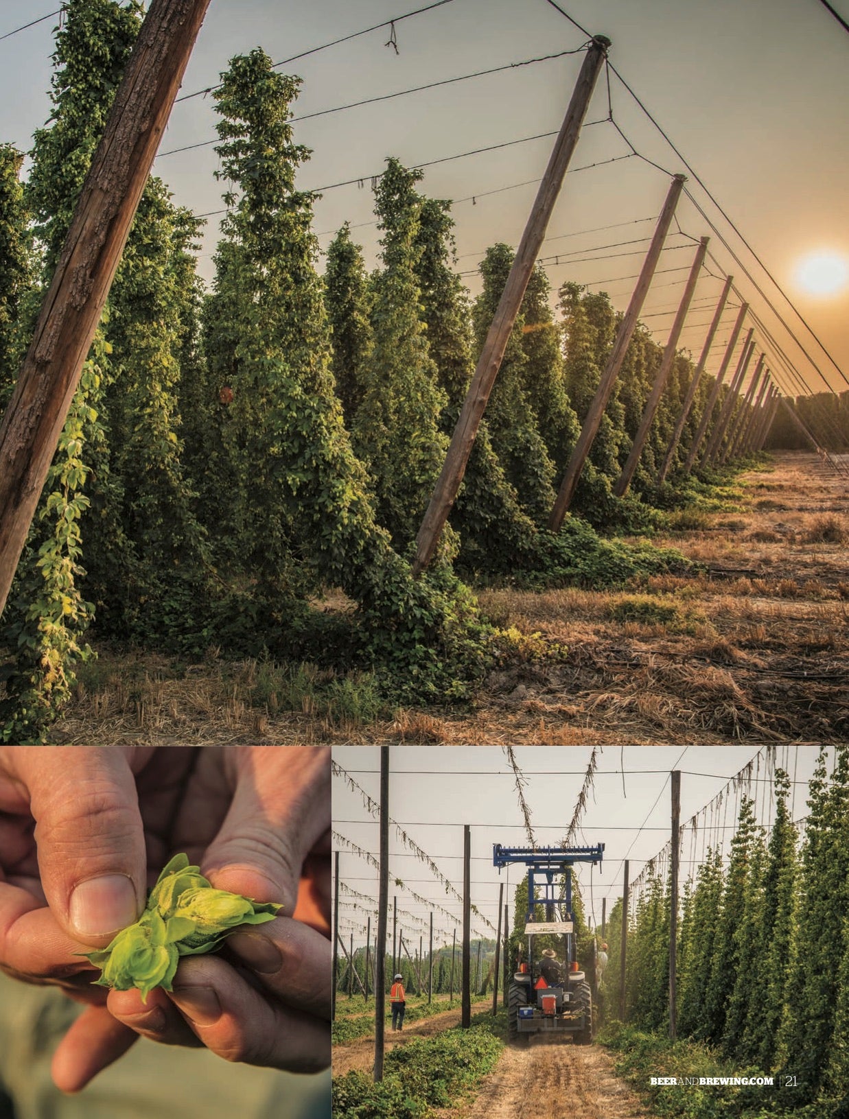 Best in Beer 2017 Special Issue - Craft Beer & Brewing