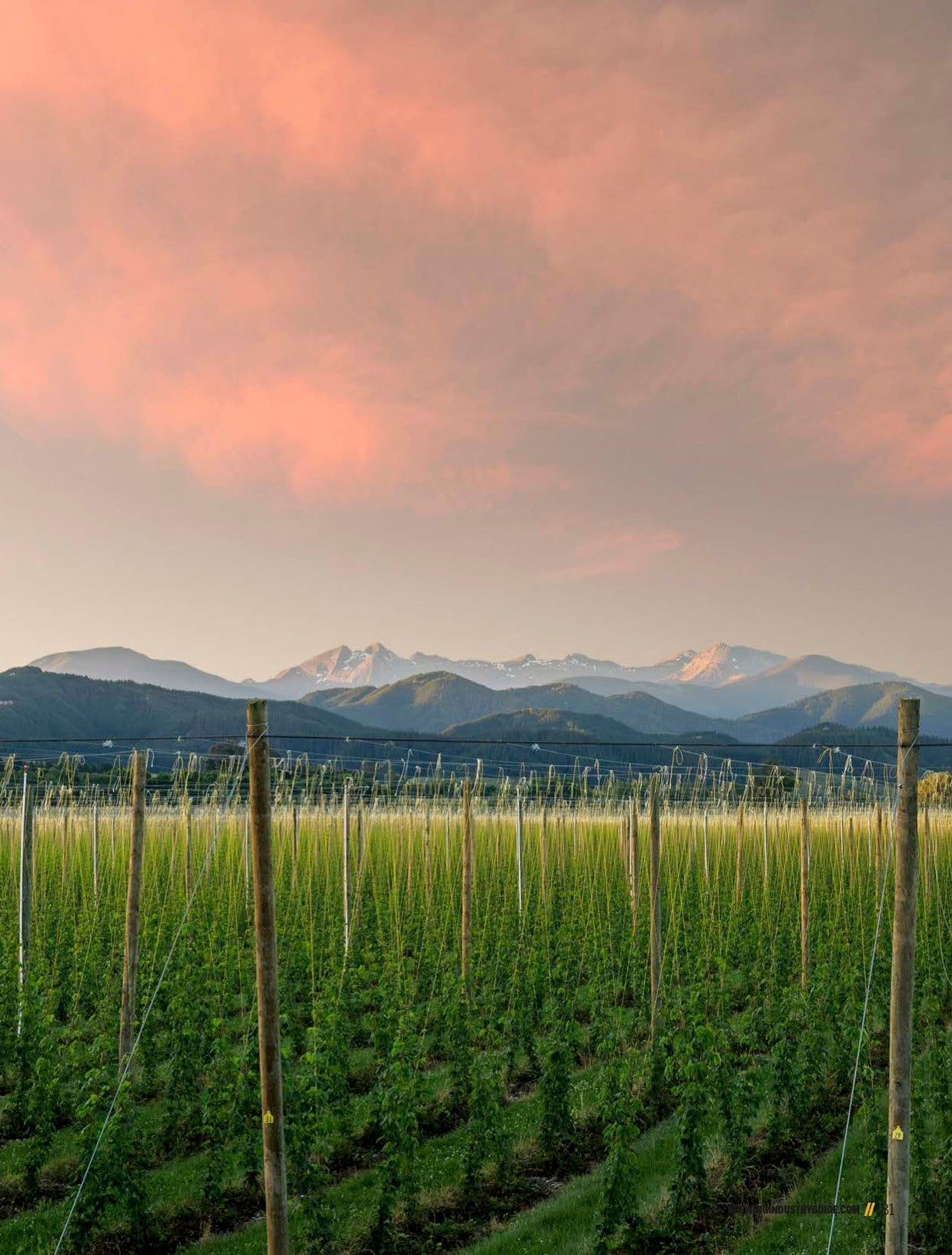 Brewing Industry Guide Spring 2022