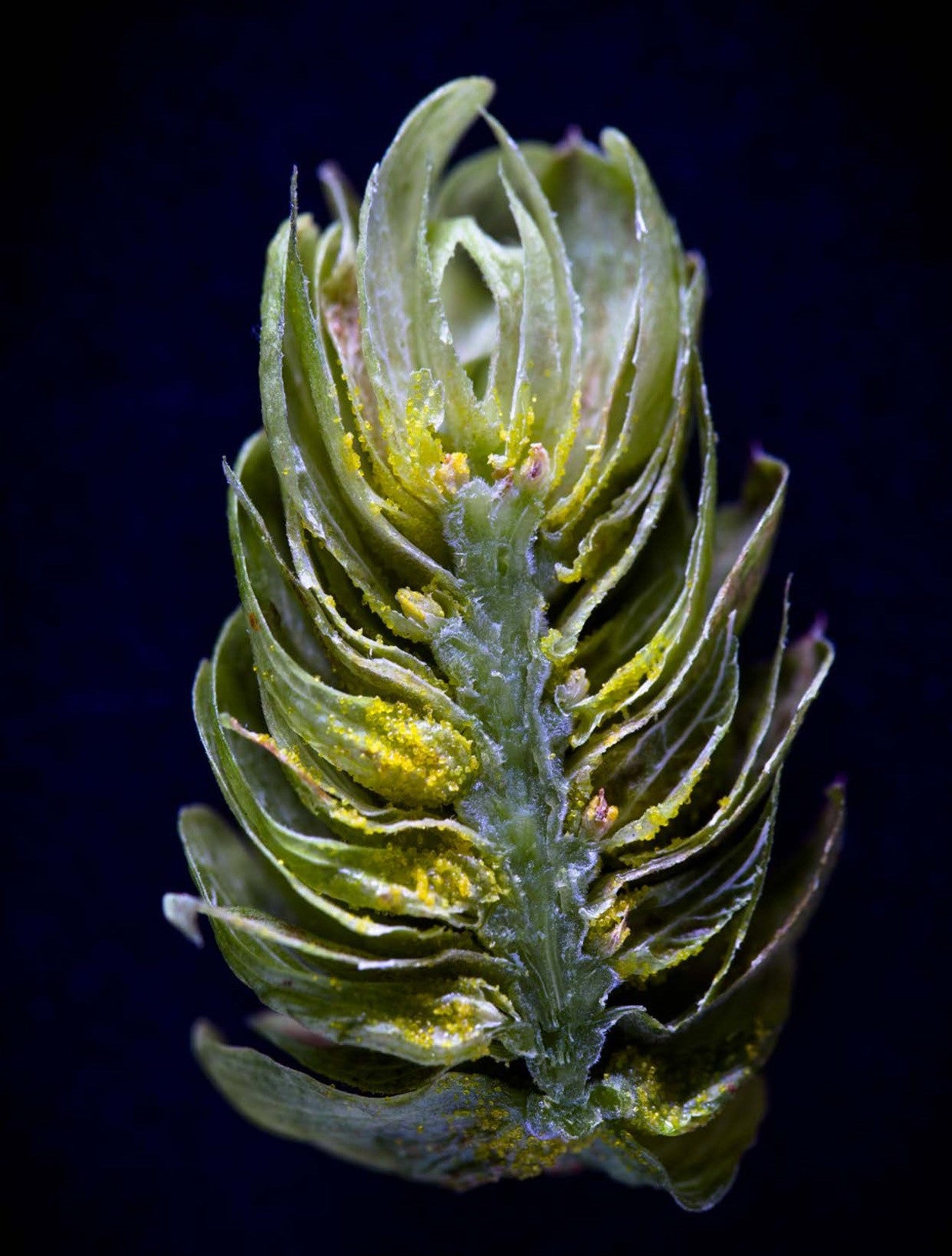 August-September 2015 Issue (Fresh Hops) - Craft Beer & Brewing